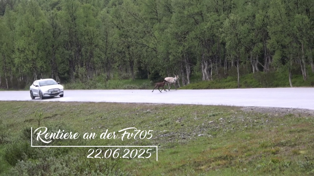 Norwegen – Rentiere an der Fv705 – 22.06.2025